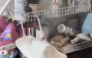 4.gif